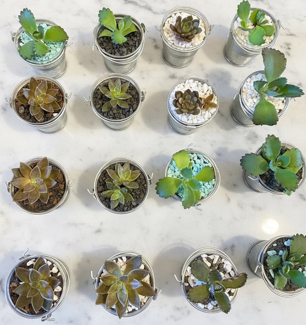 Small Bucket Succulent